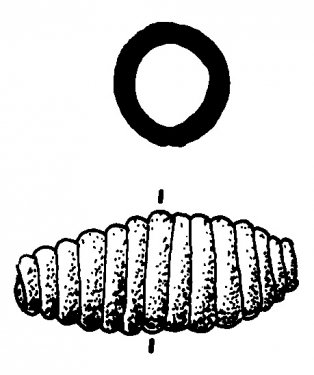 Bronze spiral bead or ‘ olive bead’, diameter 0.33cm, Scavi Kleibrink 1991-2004, Timpone della Motta, 8th c. BC, National Archaeological Museum, Sibari. Bronze spiral bead or ‘ olive bead’, diameter 0.33cm, Scavi Kleibrink 1991-2004, Timpone della Motta, 8th c. BC, National Archaeological Museum, Sibari.